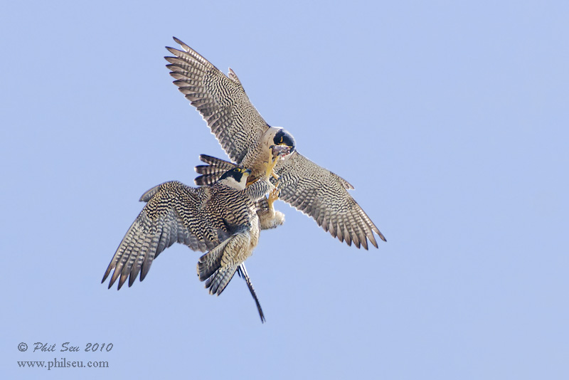 anatum peregrine falcon