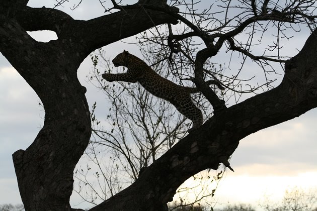 [leopard+climbing+tree.jpg]