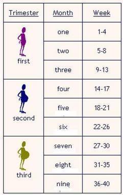 Chart For Pregnancy