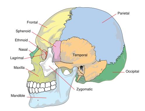 Skull Parts