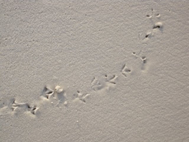 [footprints.jpg]