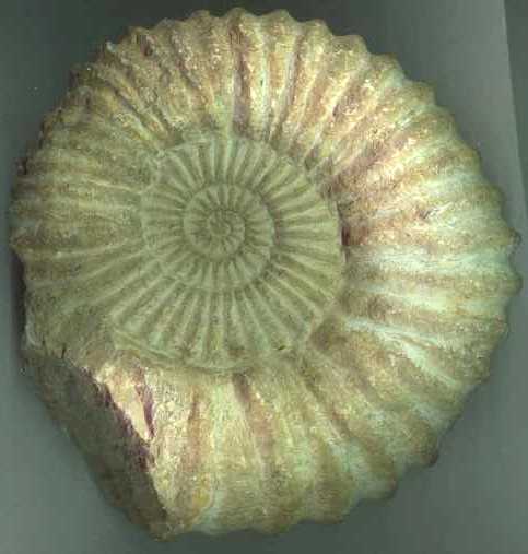 [ammonite2.jpg]