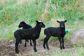 Några av våra lamm