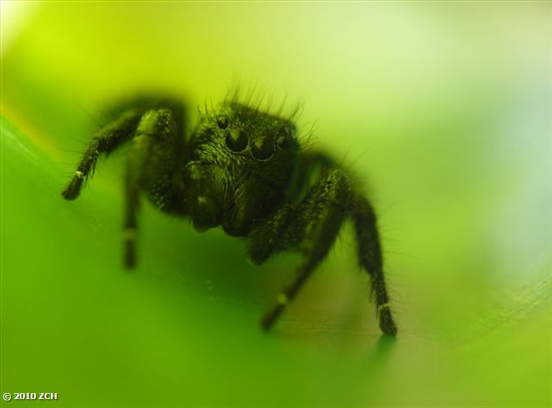 Hairy black jumping spider