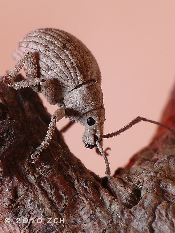 Flying Weevils
