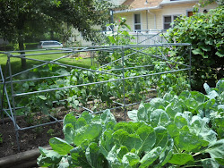 Garden - 2010