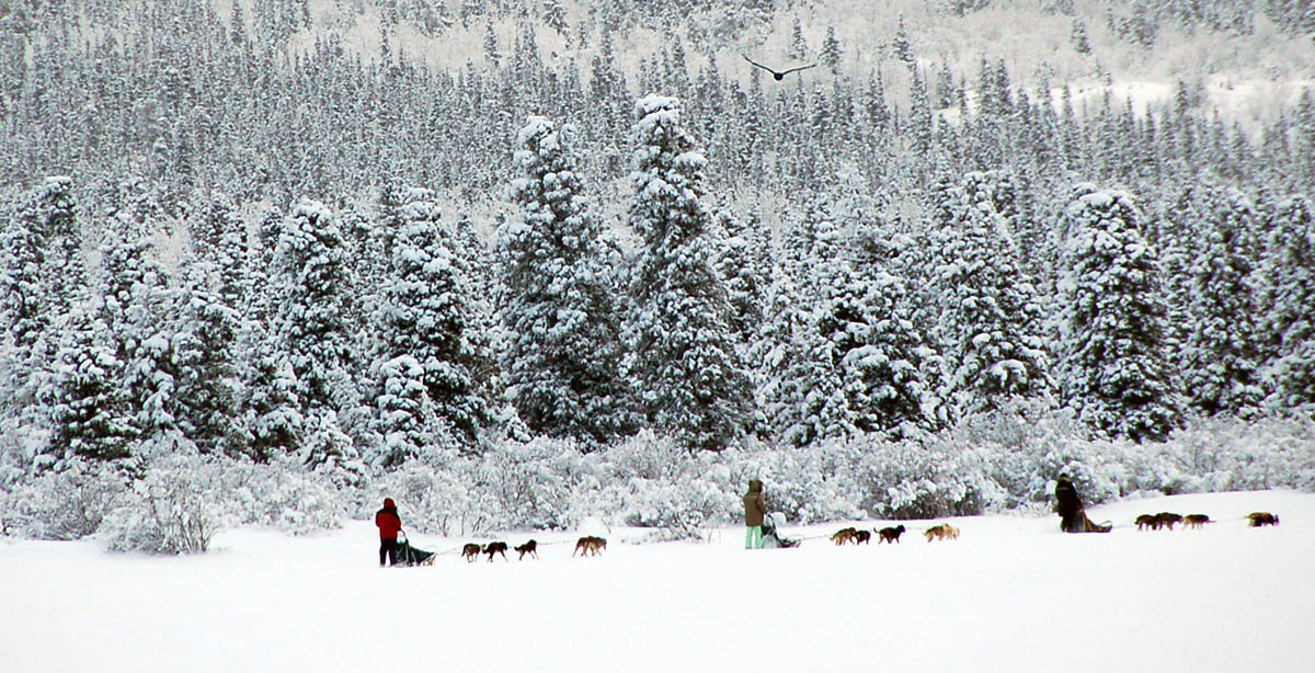 Yukon Rambles The Perfect Christmas Tree