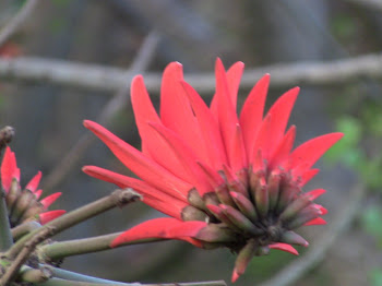 la fleur d'acacia