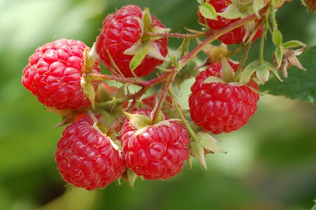 [red-raspberries.jpg]