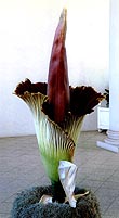 [thumb_FlowerBloom.jpg]