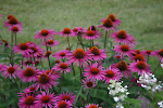 Echinacea