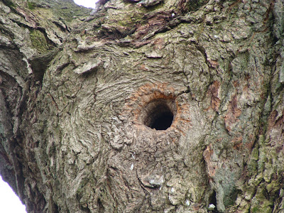 White's Wetland: Trees