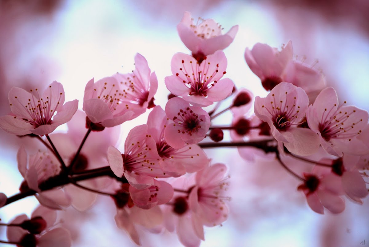 [Cherry_Blossom4.jpg]