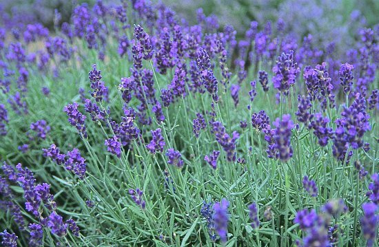 [lavender_preview.jpg]