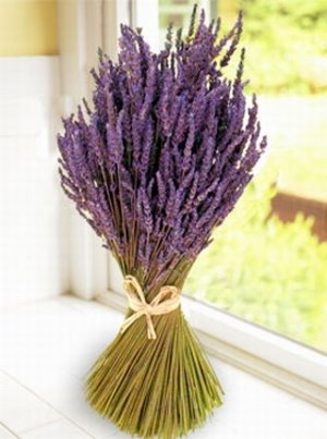 [lavender.bmp]