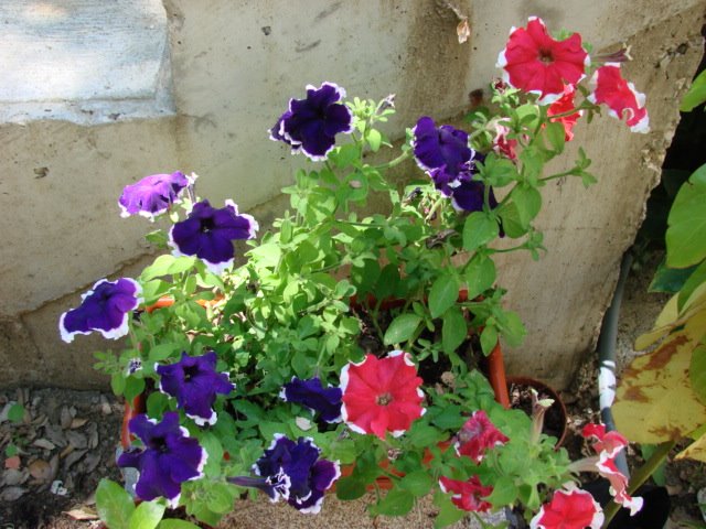 [DSC05997.JPG]