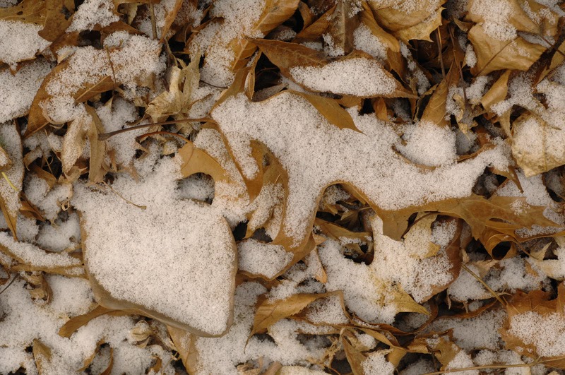 A Picture Each Day A Light Dusting of Snow