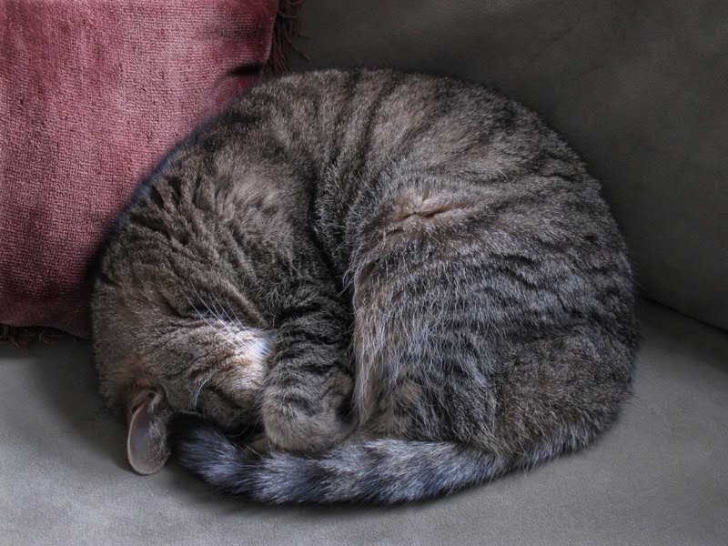 A Picture Each Day Kitty Furball