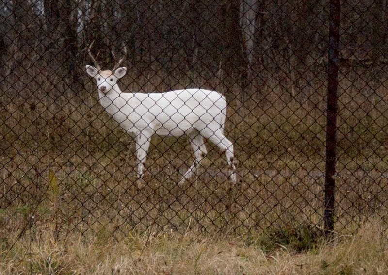 A Picture Each Day The White Deer