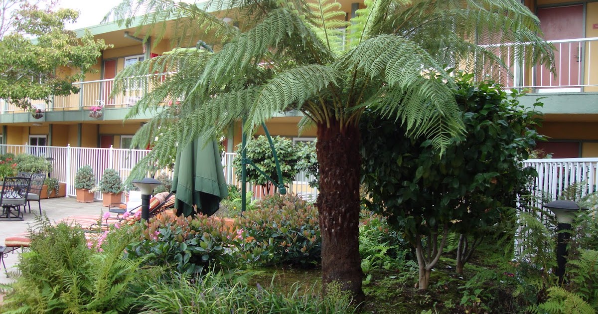 danger garden California Dreaming