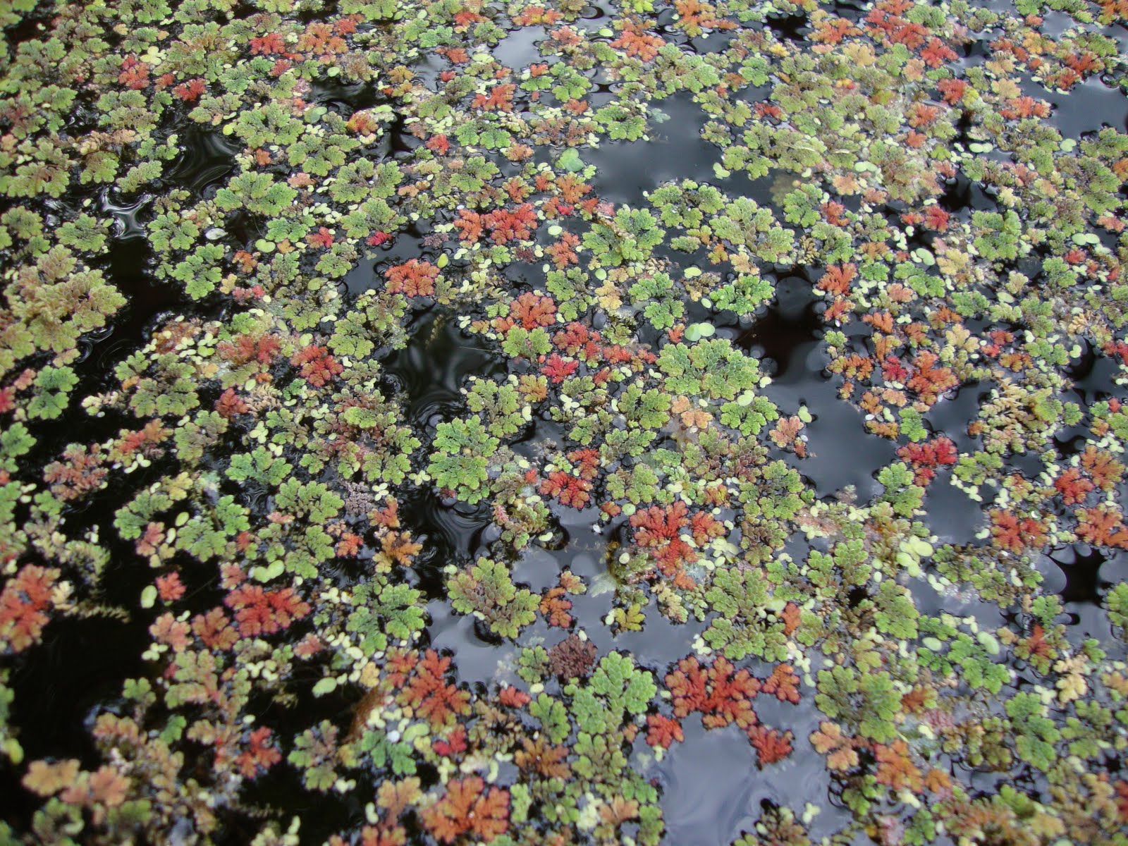 Fairy Moss