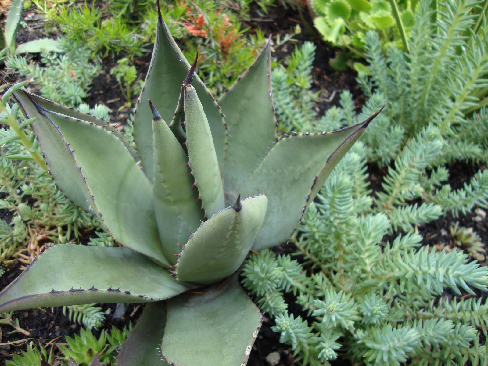 Agave parryi var. parryi Century Plant Parry's Agave plant lust