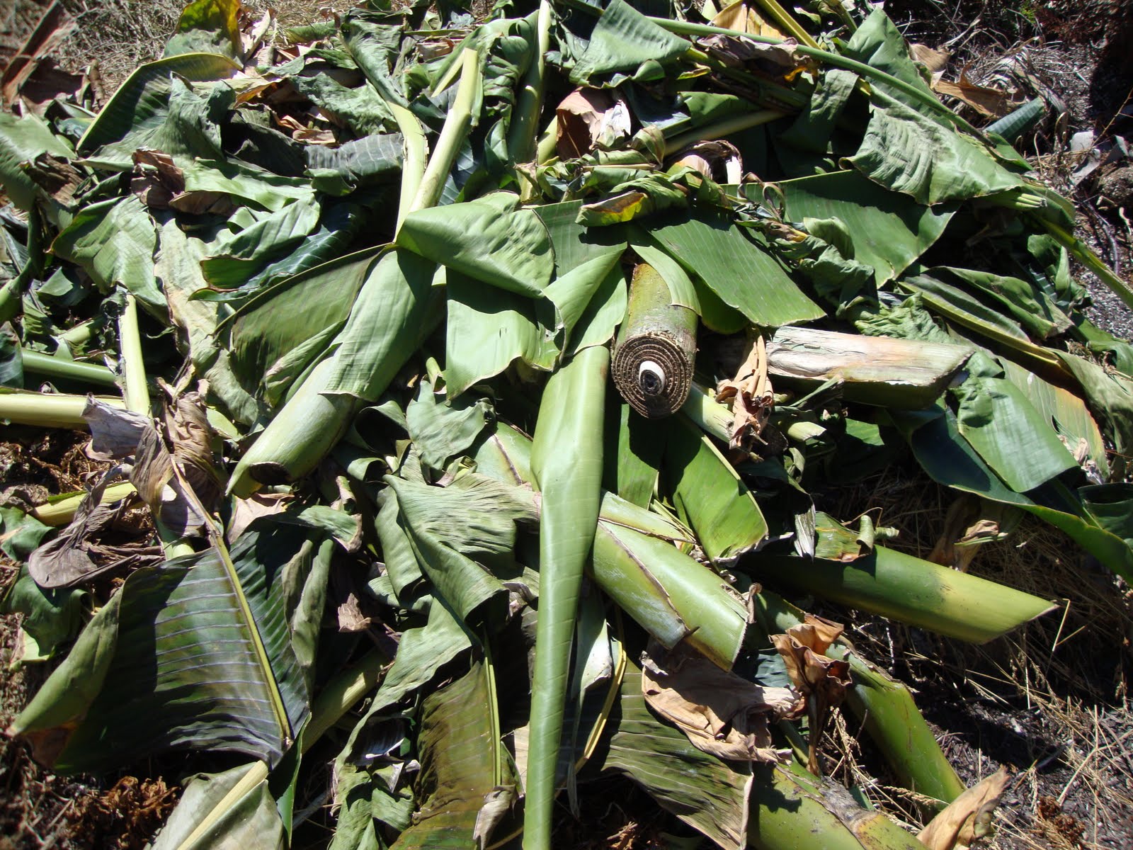 danger garden A visit to Fry Road Nursery