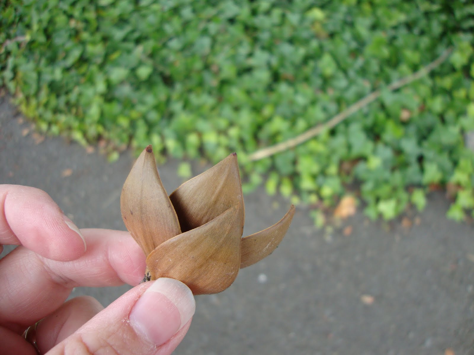 danger garden Monkey Puzzle Trees, and a few coastal