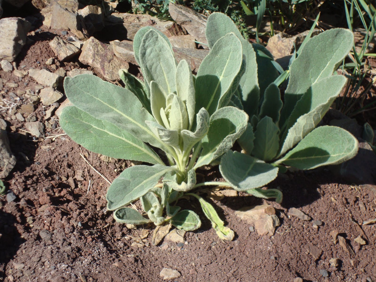 danger garden Verbascum…from “hate it” to “love it”