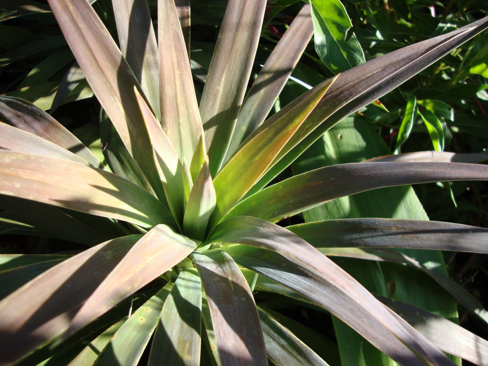 danger garden Aloes in Southern Africa