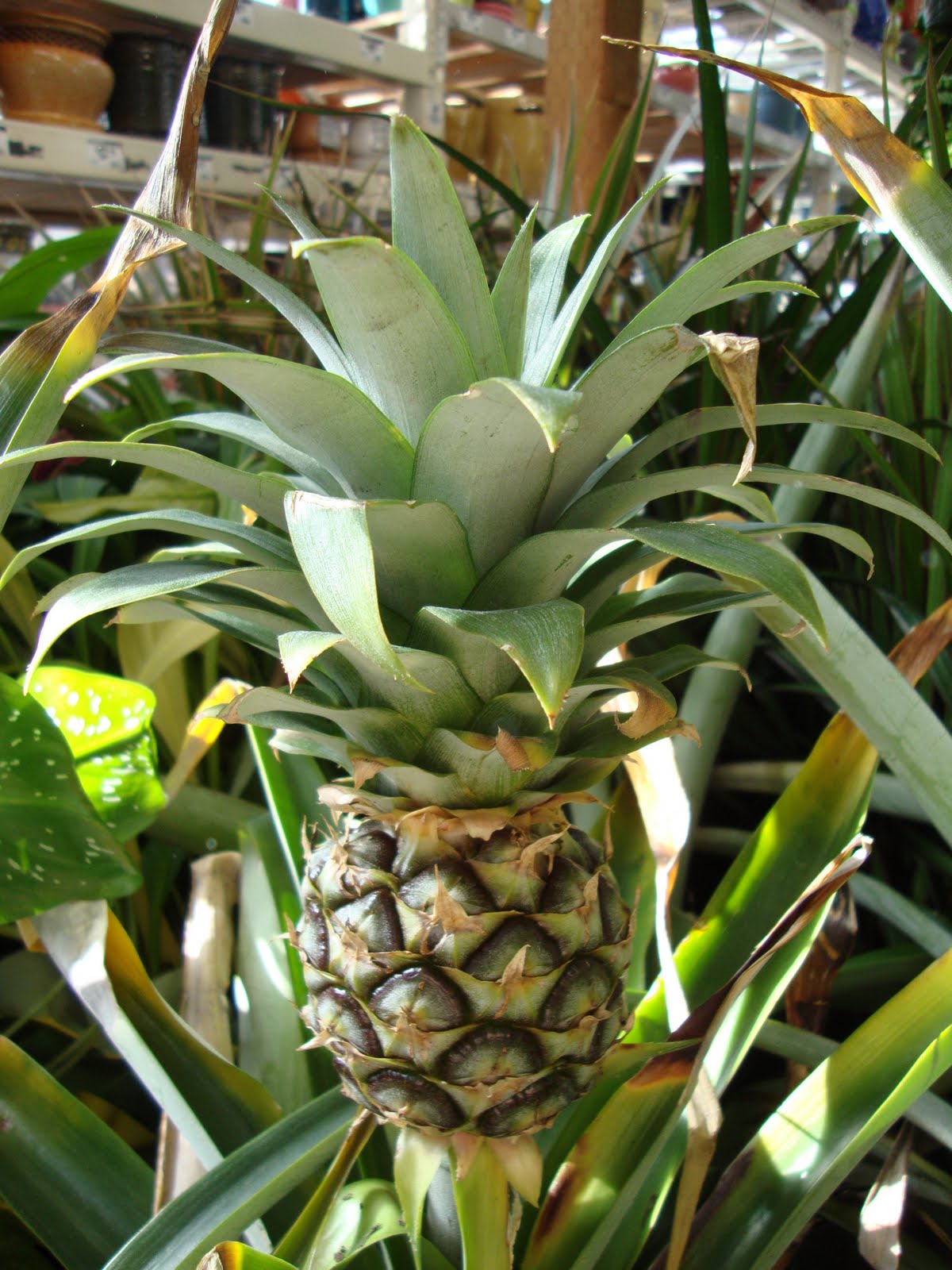 danger garden Bromeliads, the “it” plant?