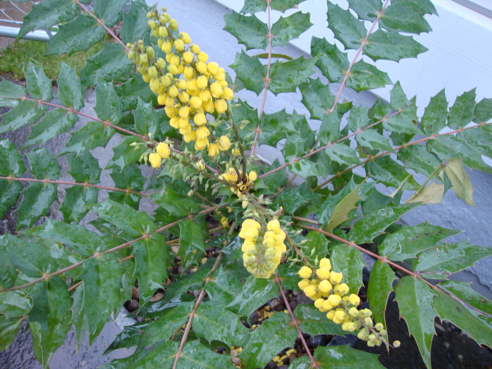 Danger Garden December Bloomday