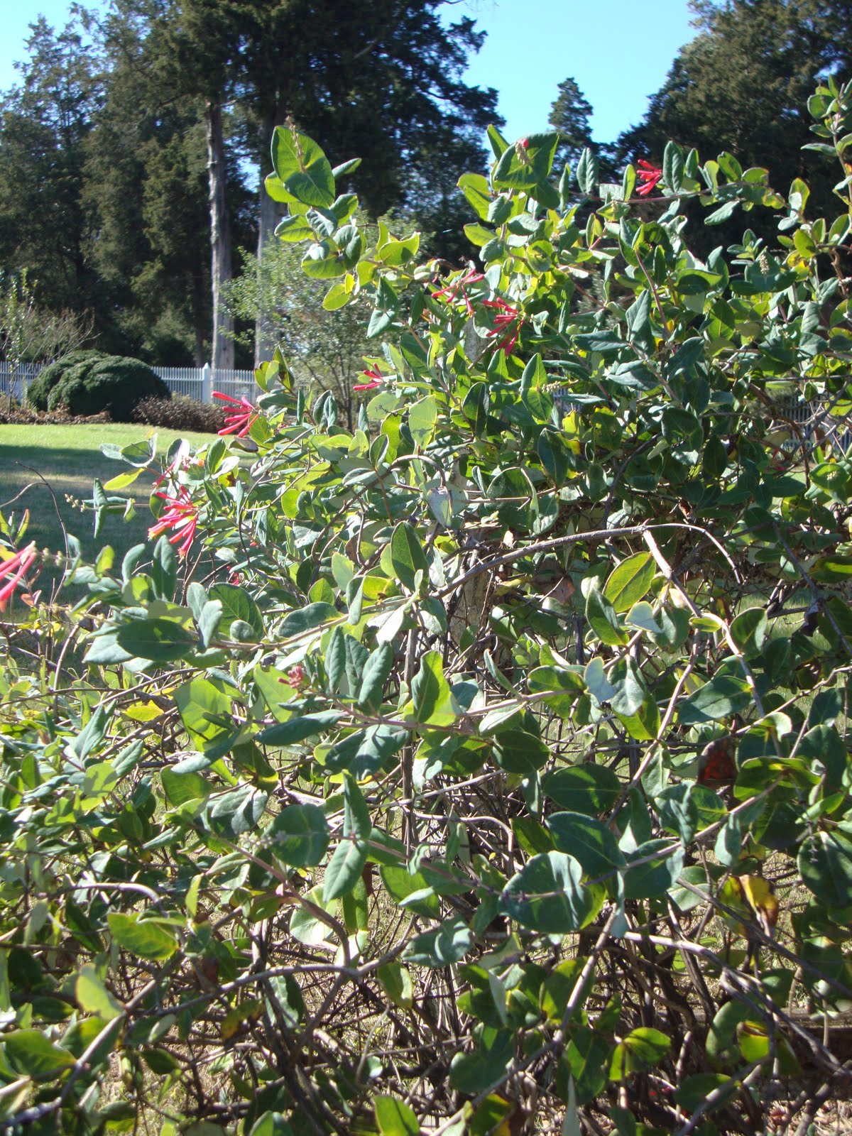 Natural Gardening Coral Honeysuckle