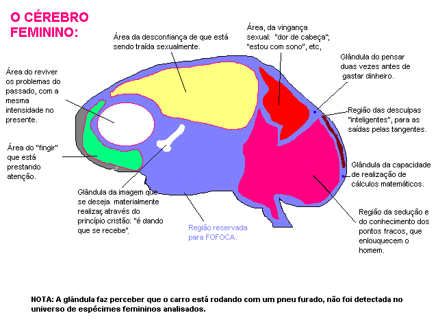 [cerebro+femenini.gif]