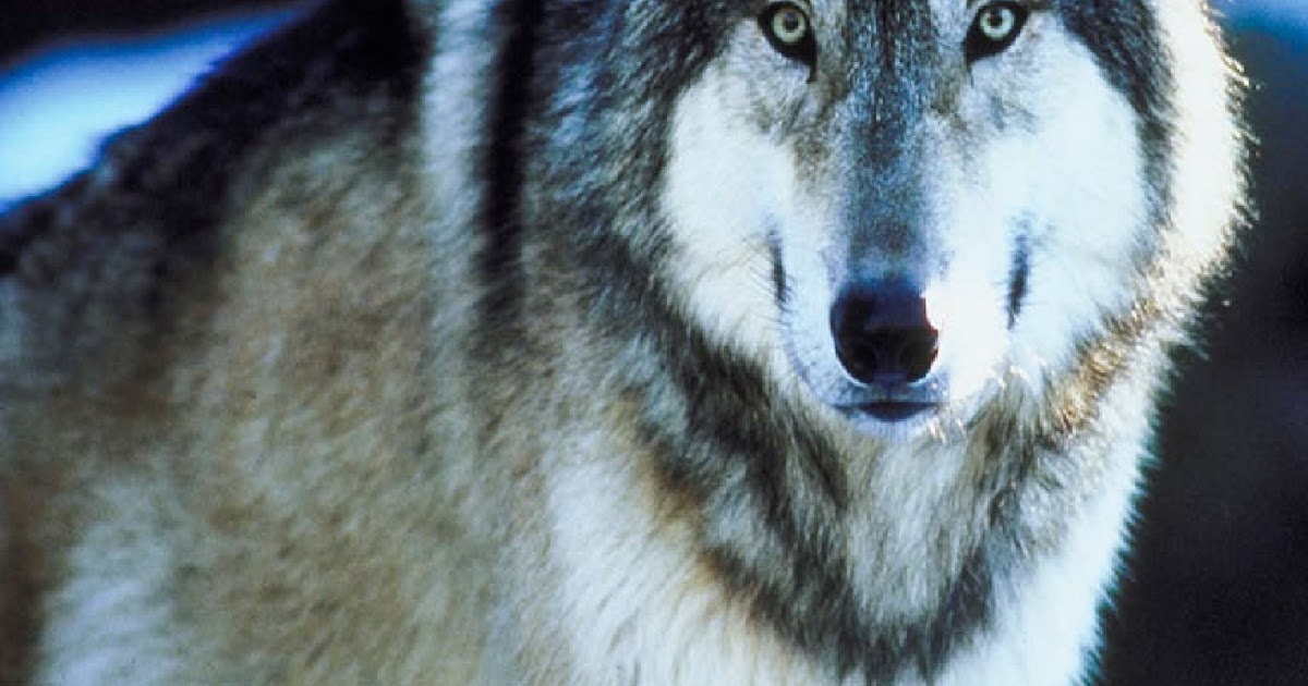 fhnw Wolf Hunting Idaho