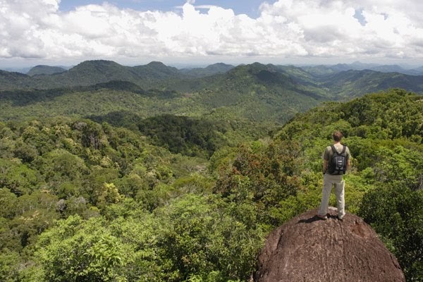 Virgin forest essay 07 picture