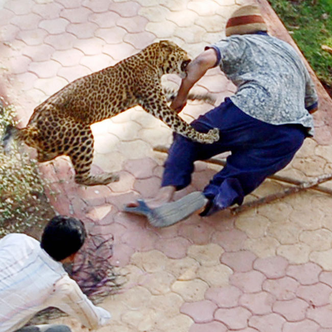 leopard_attack_india-ashz-