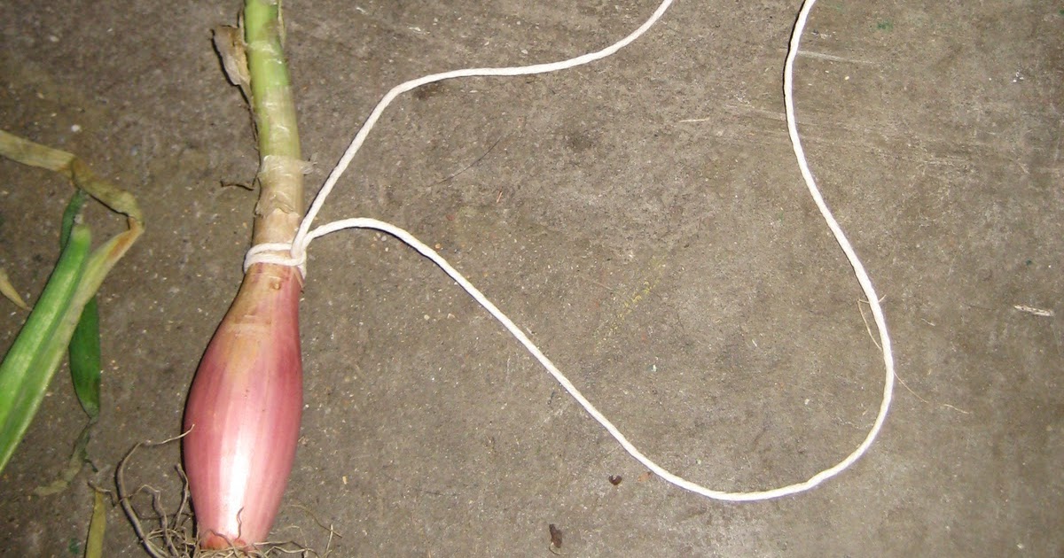 Mal's Allotment How to string onions