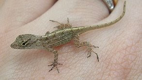 Baby Lizard Pictures