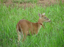 VENADO