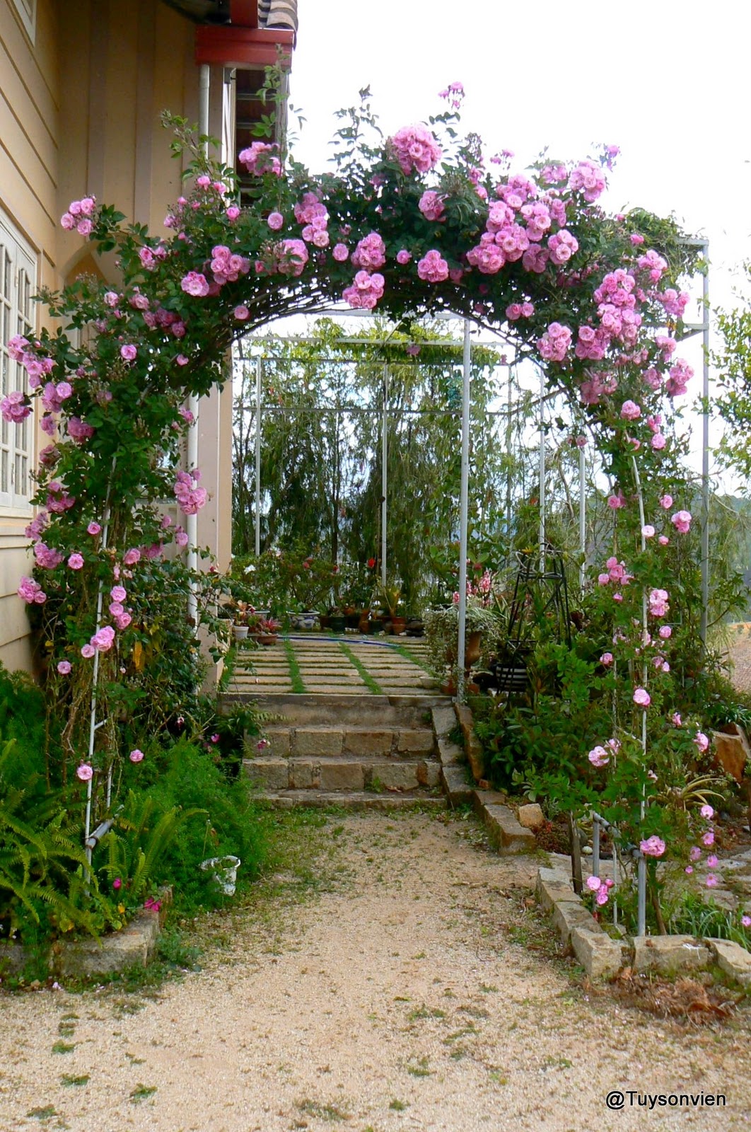 My garden at Tuy Son Vien More of the rose arch