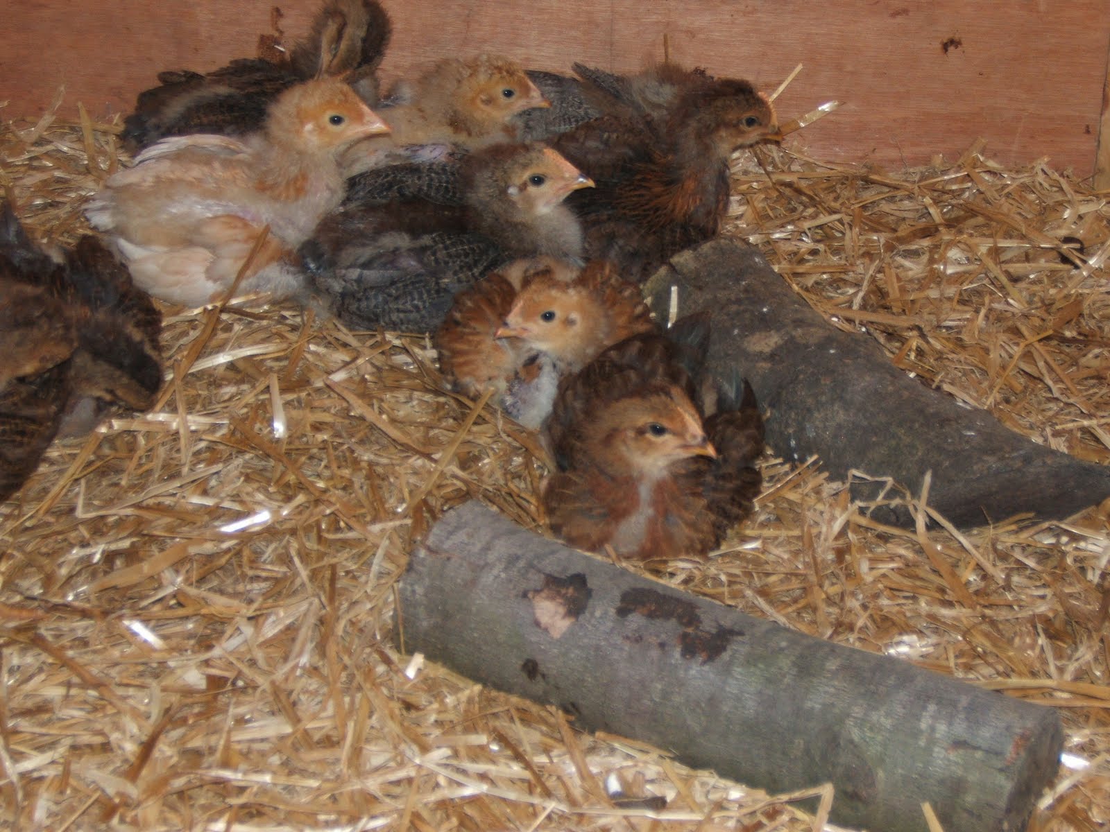 Bellecross Hens Chicks 3 weeks old