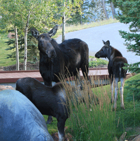 [moose.gif]