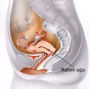 jinekoloji ve gebelik com