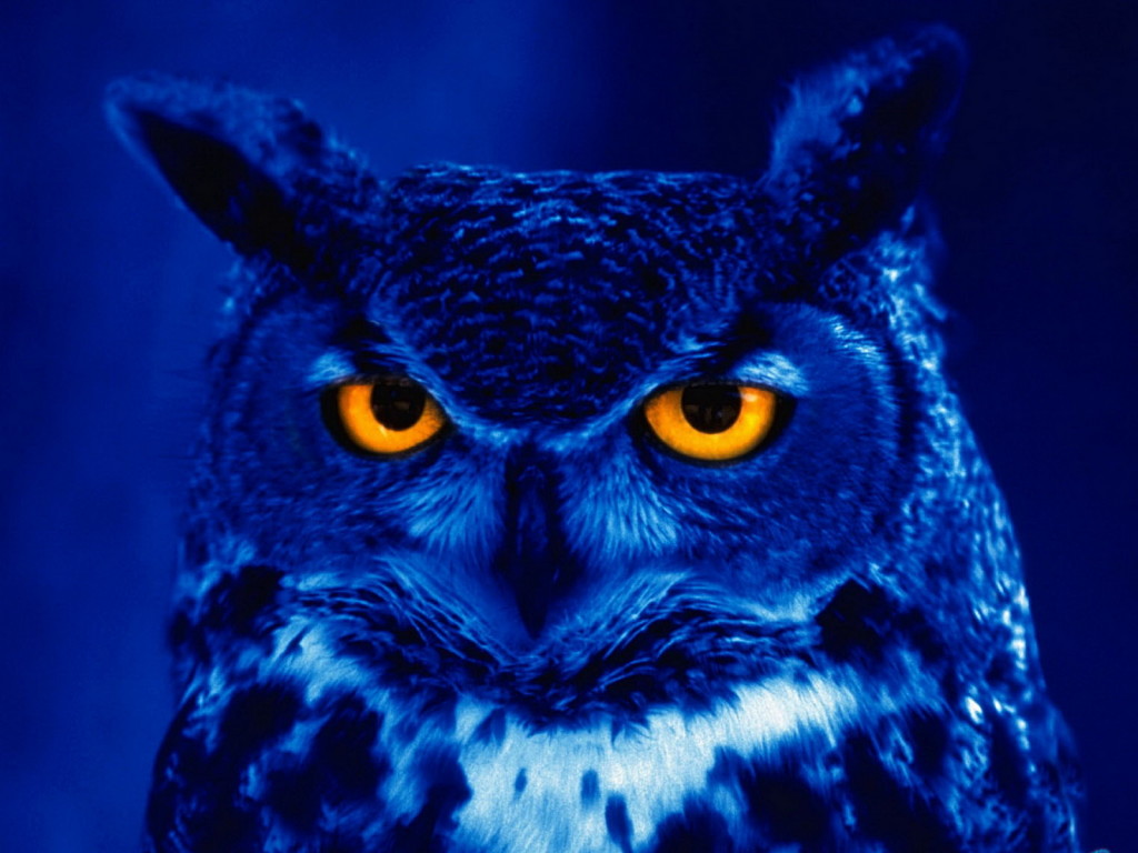 Owl Evil