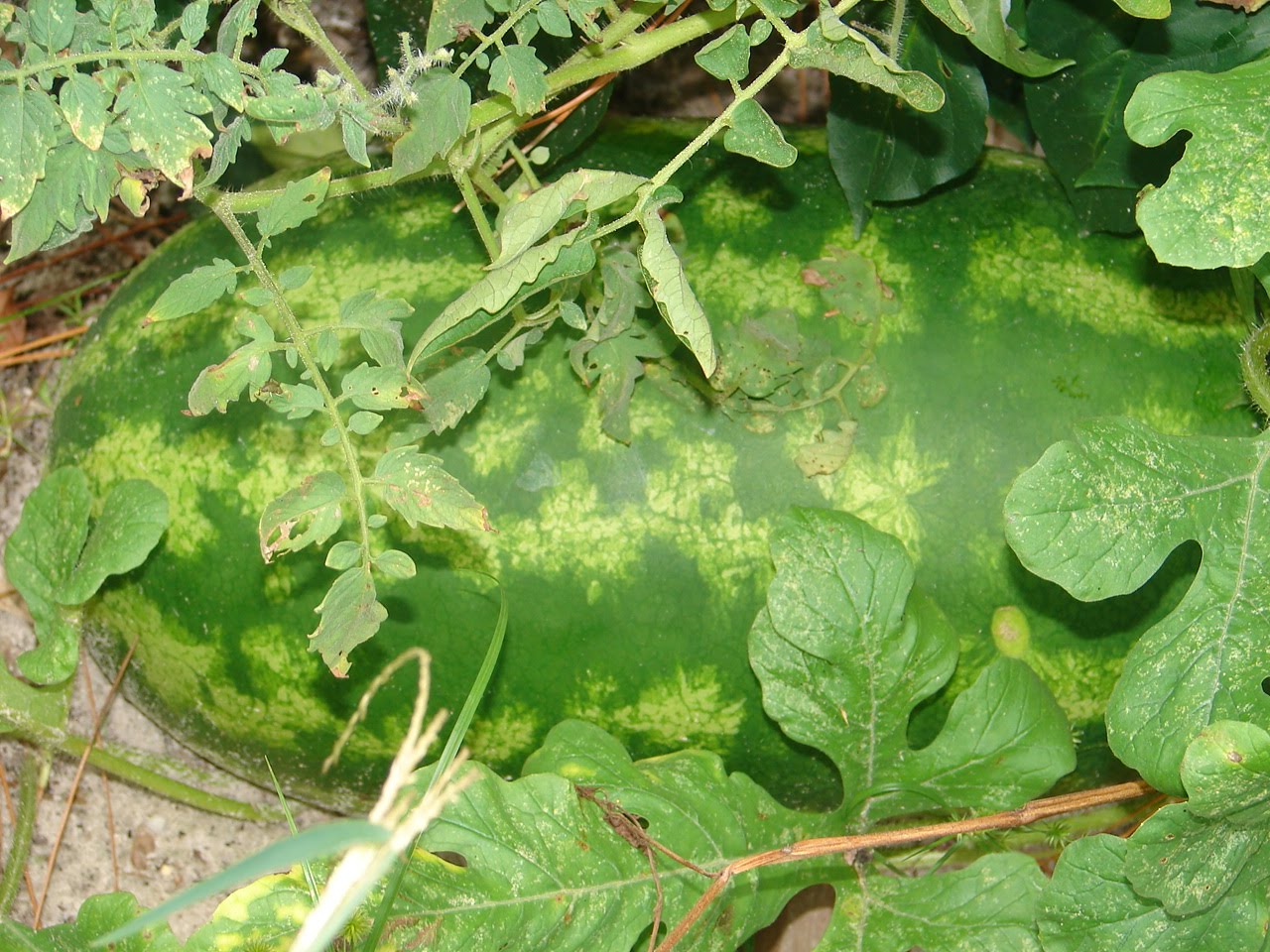 Bayou Lady Down by the Bay, where the watermelons grow..