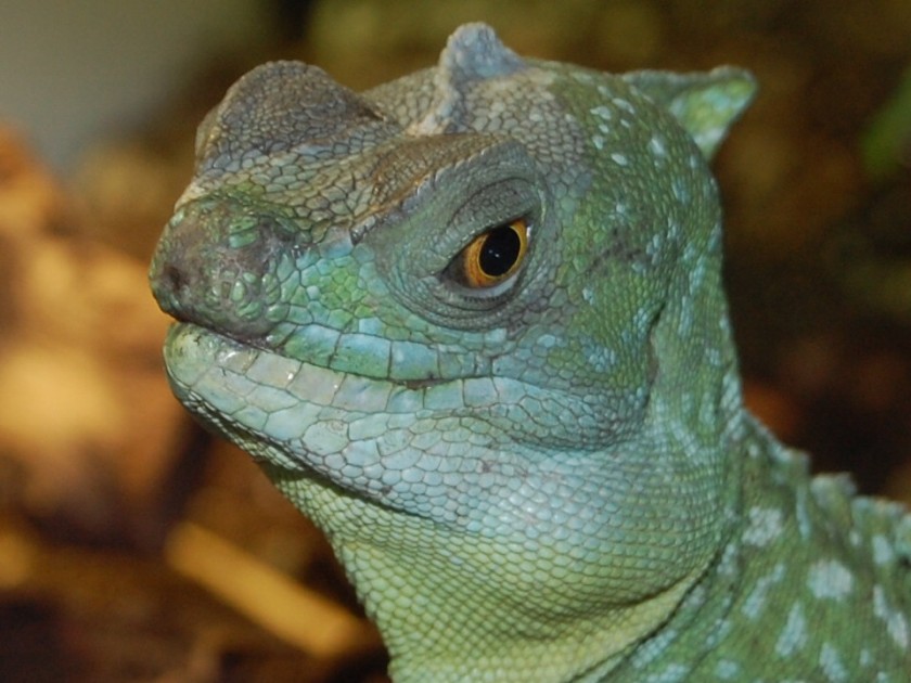 Real Gecko
