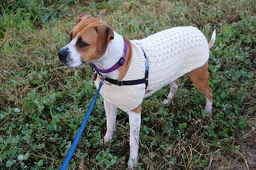 [sofsweater]