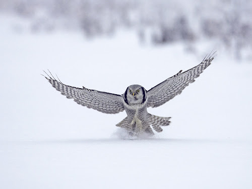 3D Wallpaper Box: July 2011 Birds Part 50 - Animal Wallpaper
