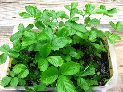 alpine strawberry seedlings alpine strawberry seedlings